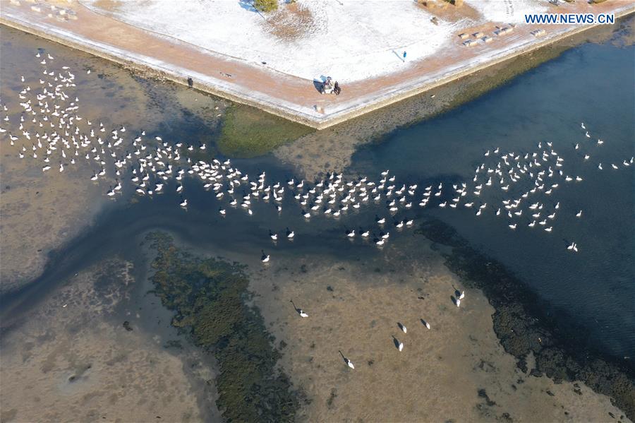 CHINA-SHANDONG-RONGCHENG-WHOOPER SWANS (CN)