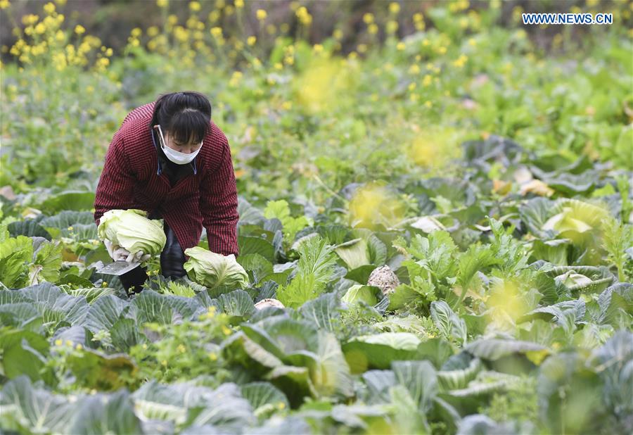 CHINA-CHONGQING-CORONAVIRUS-VEGETABLE SUPPLY (CN)