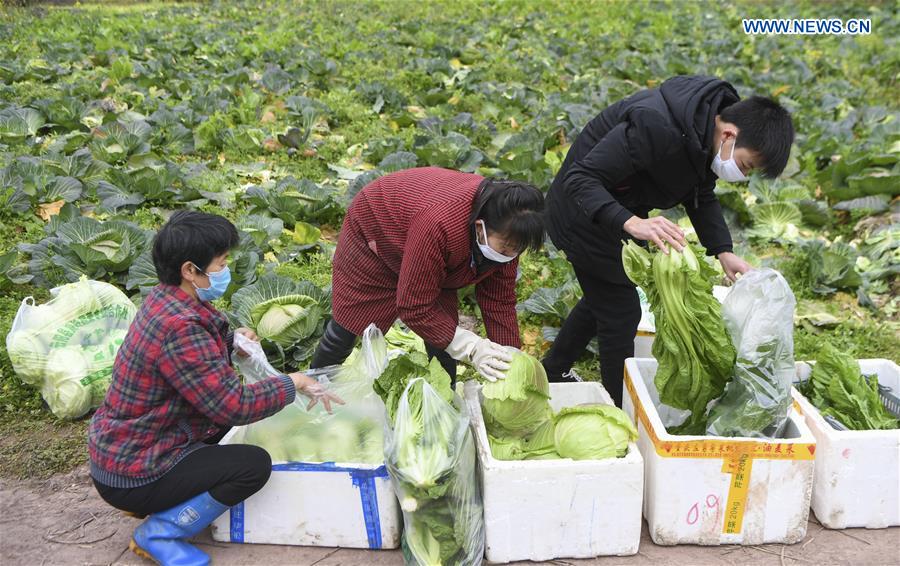 CHINA-CHONGQING-CORONAVIRUS-VEGETABLE SUPPLY (CN)