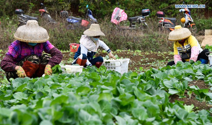 CHINA-HAINAN-VEGETABLE-SUPPLY (CN)