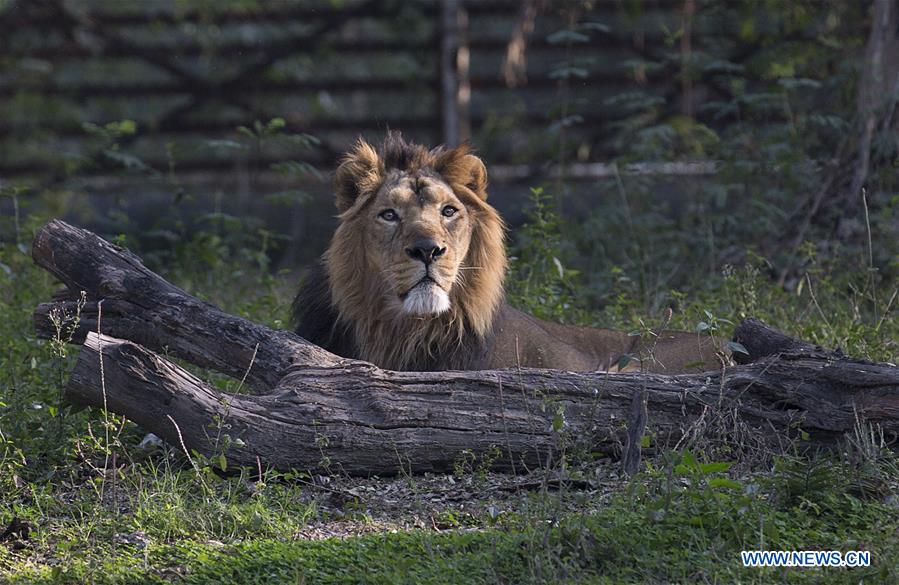 INDIA-NEW DELHI-NATIONAL ZOOLOGICAL PARK