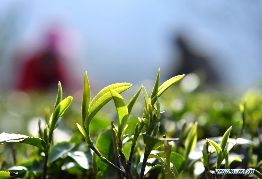 CHINA-HUBEI-ENSHI-TEA FARM (CN)