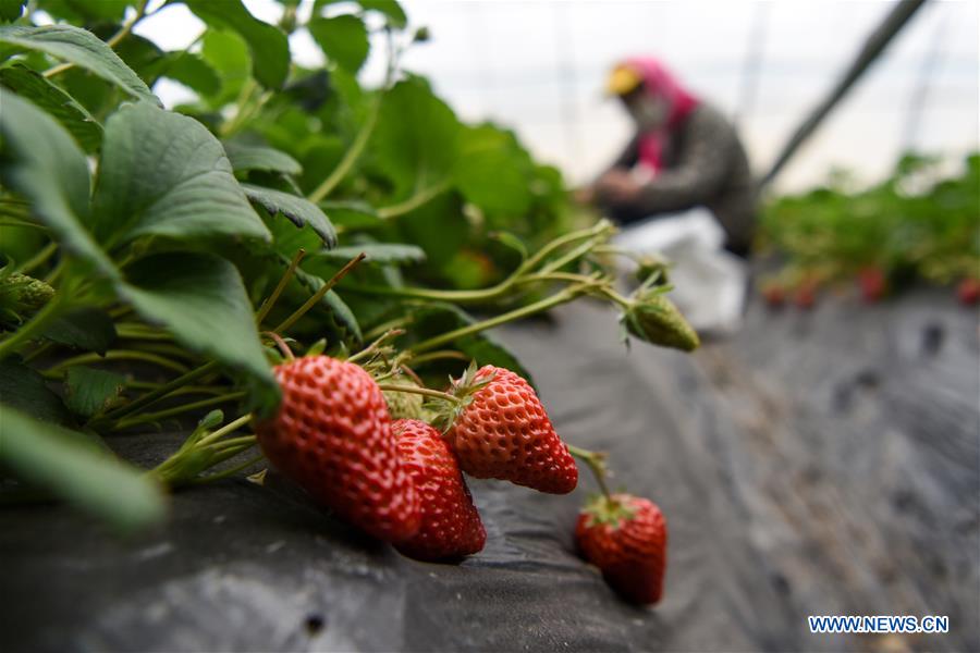 CHINA-XINJIANG-STRAWBERRY HARVEST (CN)