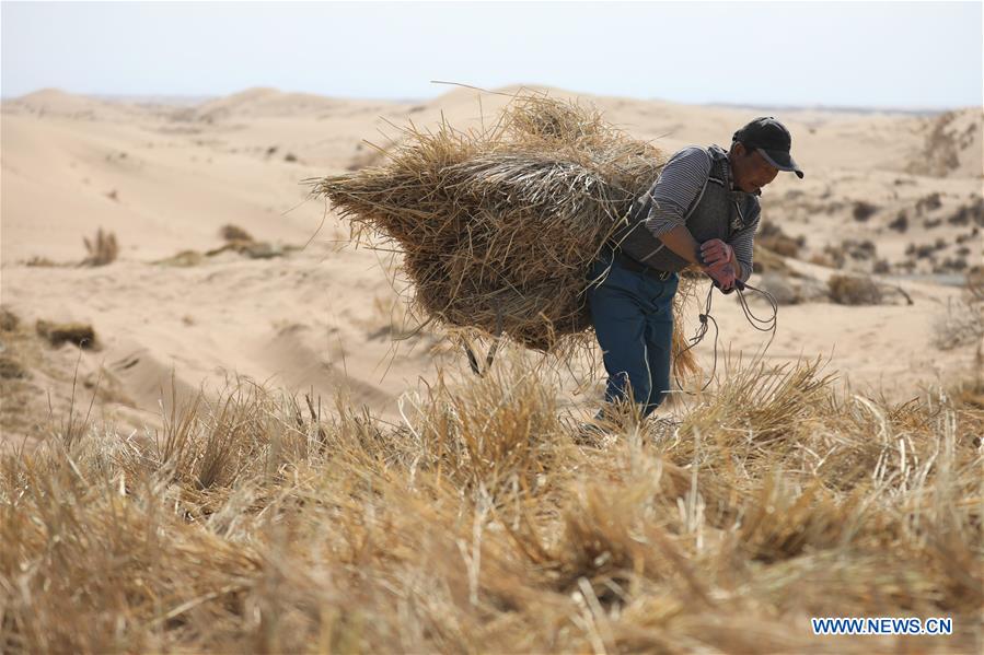 CHINA-GANSU-SPRING-DESERT CONTROL (CN)