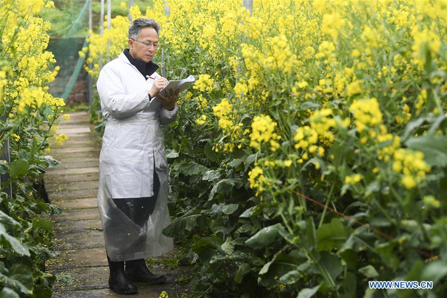 CHINA-CHONGQING-RAPESEED PLANTING (CN)