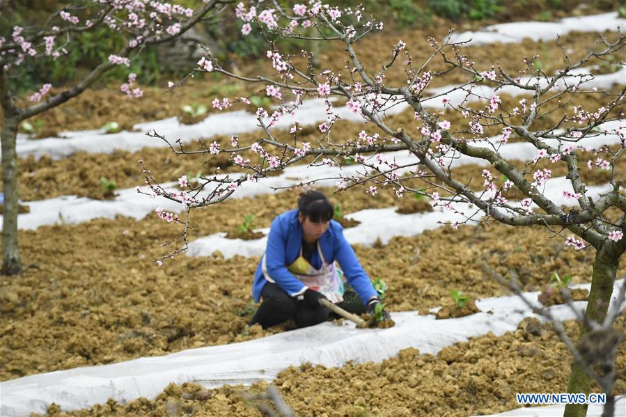 #CHINA-GUIZHOU-FARM WORK (CN)