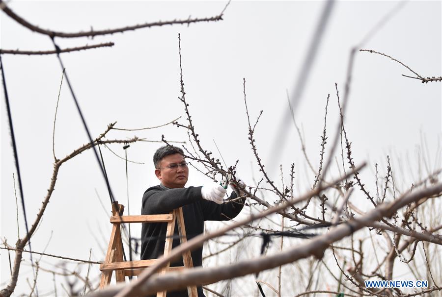 CHINA-HEBEI-DINGZHOU-FRUIT TREE PRUNING (CN)