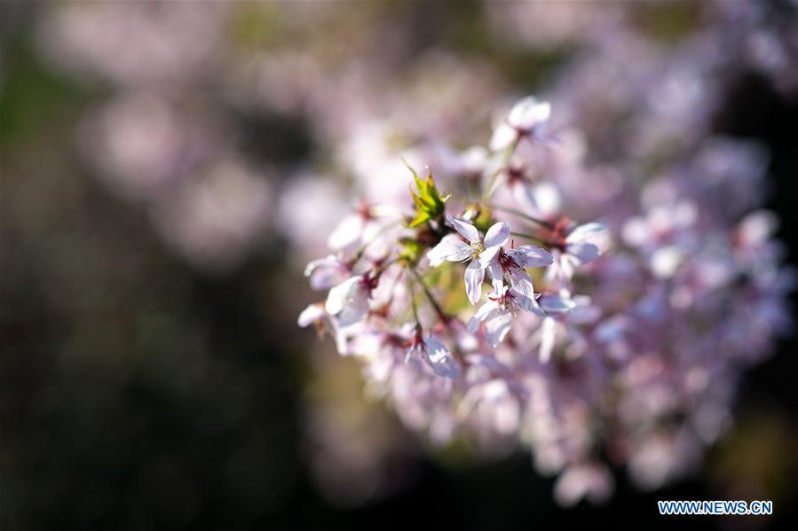 CHINA-HUBEI-WUHAN-SPRING SCENERY (CN)