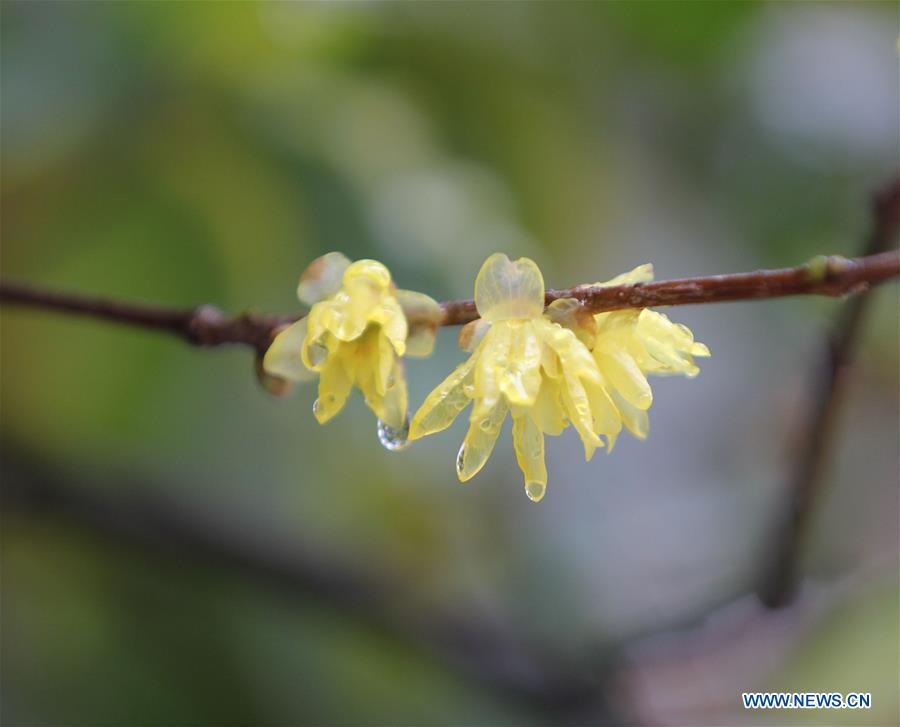 #CHINA-WINTERSWEET BLOSSOMS (CN)