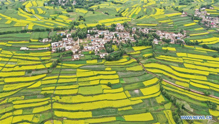 #CHINA-GANSU-JISHISHAN-COLE FLOWER-SCENERY (CN)