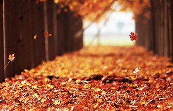 Beautiful scenery of maple forest in east China's Shandong