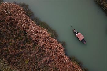 Reed flowers in China's Hangzhou enter best viewing period