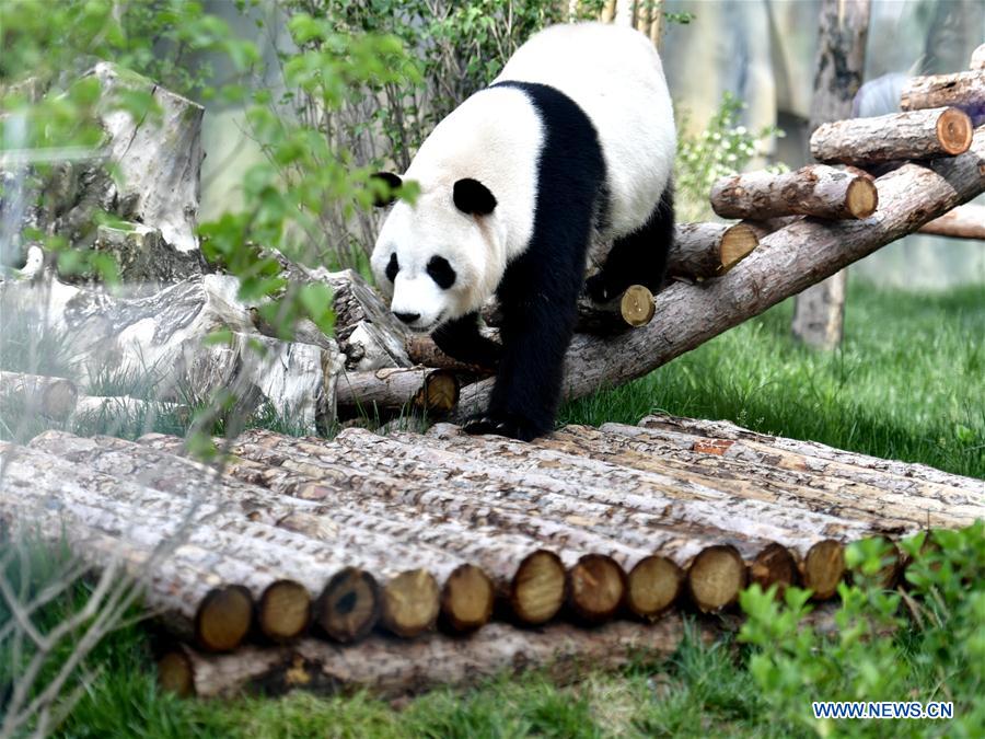 CHINA-QINGHAI-XINING-GIANT PANDAS (CN)