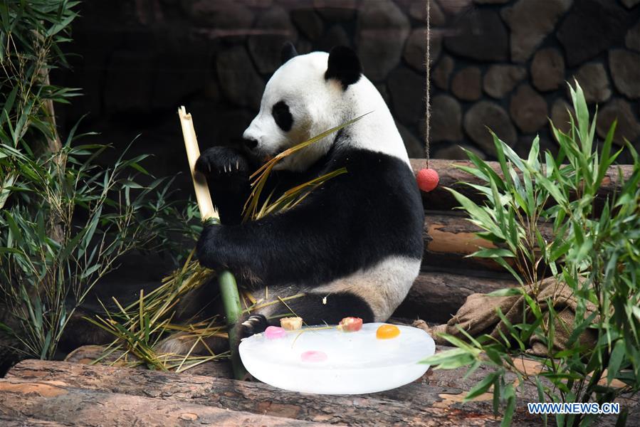 CHINA-JINAN-GIANT PANDA-SUMMER (CN)