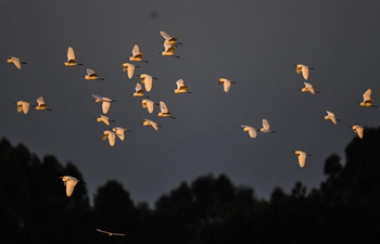 China's Beibu Gulf attracts egrets to nest, reproduce due to ecological protection