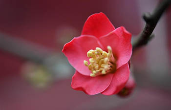 Flowers seen in Gongshui River national wetland park in China's Hubei