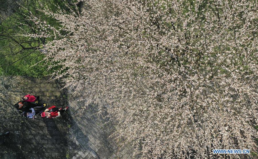 #CHINA-PLUM FLOWERS (CN)