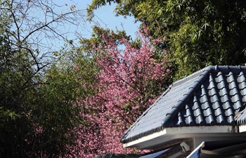 Blossoming flowers seen in Kunming, southwest China's Yunnan