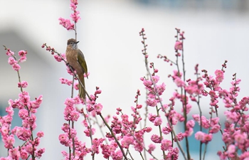 People enjoy scenery of plum flowers in parts of China