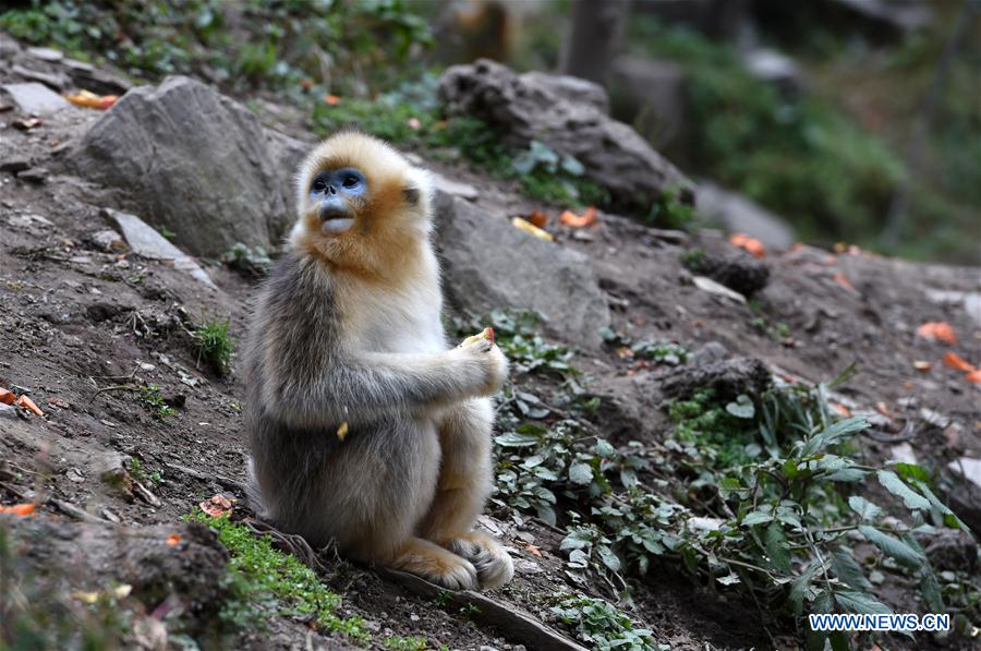 CHINA-GANSU-YUHE-GOLDEN MONKEY (CN)