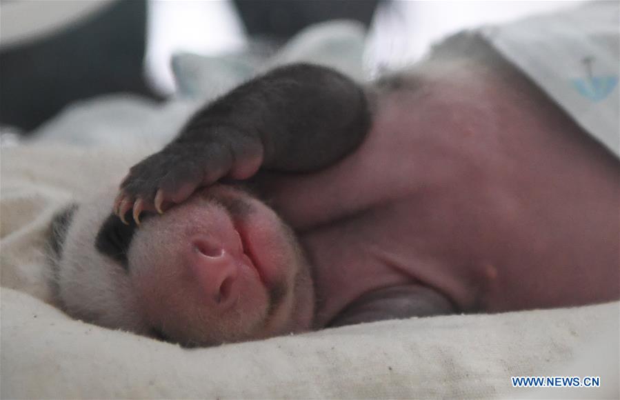 CHINA-CHONGQING-PANDA CUBS (CN)