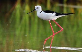 Black-winged stilts seen on shoal in SE China's Fujian