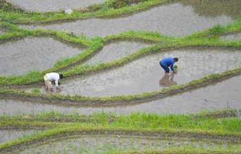 In pics: terraced fields in China's Hunan