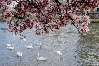 Spring scenery of Strasbourg, France