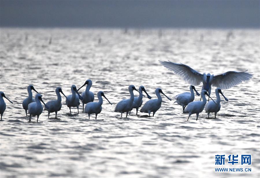 （图文互动）（4）十年树木、红树成林——“海上森林”回归记