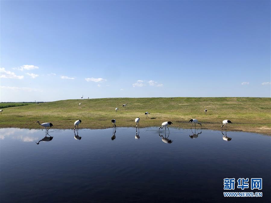 （在习近平新时代中国特色社会主义思想指引下——新时代新作为新篇章·图文互动）（1）从“人鸟争食” 到“人鹤和谐”——湿地生态?；さ?ldquo;扎龙探索”