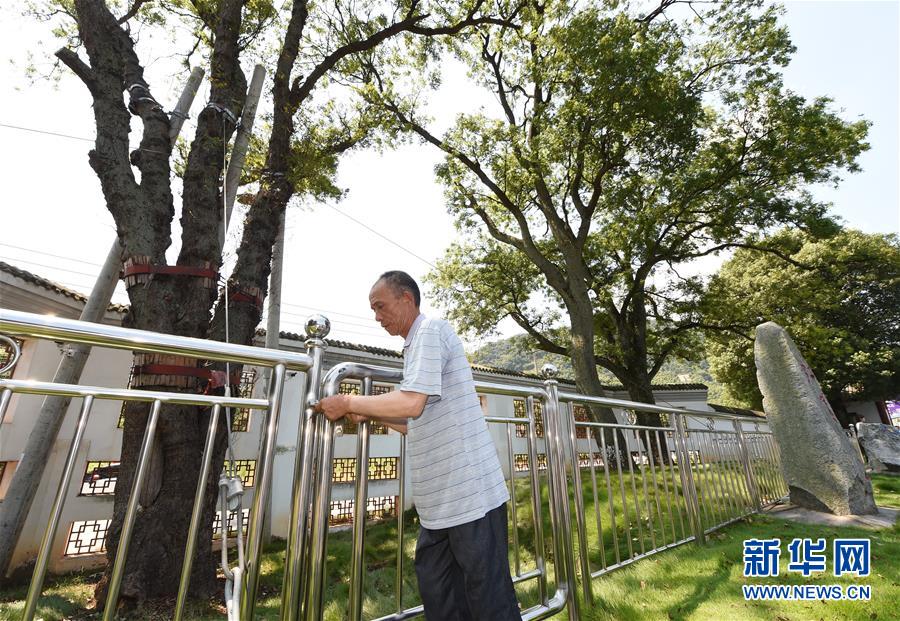 （壮丽70年·奋斗新时代——记者再走长征路·图文互动）（5）“红军树”下忆初心、守初心